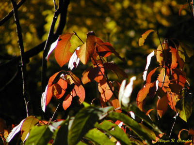 Backlit Leaves.jpg
