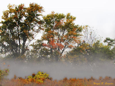 Early Fall Fog.jpg