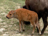 bison calf 722.jpg