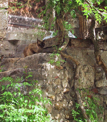 ancientcat.jpg