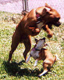 Fightin Pups