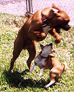 Fightin' Pups