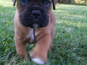 Lil Biscuit (boxer pup)