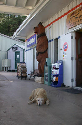 Bear and bear-dog at Clint's Well