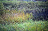 September Grass