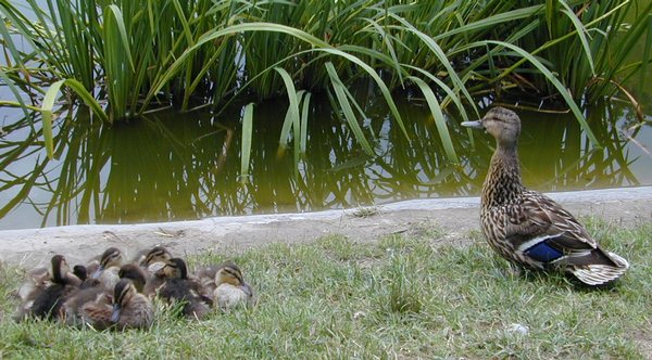 duck0.jpg