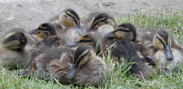 duck3.jpg