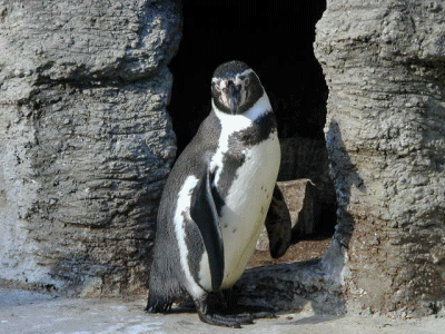 pinguin.gif
