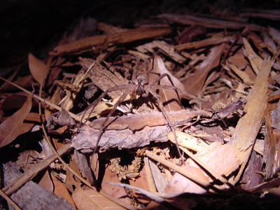 Rabid Wolf Spider 181.JPG