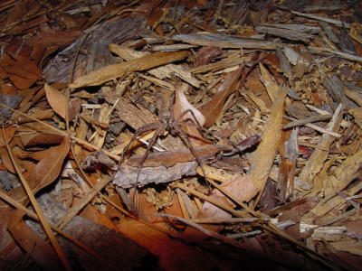 Rabid Wolf Spider 185.JPG