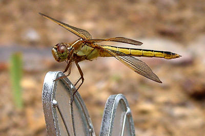 Dragon Cropped 520.JPG