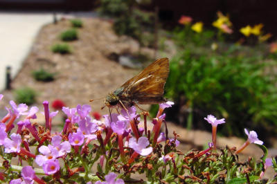Firey Skipper 548.JPG