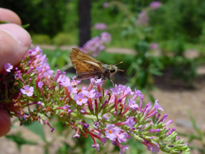 Firey Skipper 547.JPG
