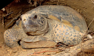 Gopher Tortoise 698.JPG
