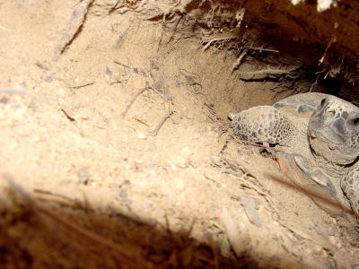 Gopher Tortoise at Home 630.JPG
