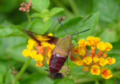 Humm Moth 1391.JPG
