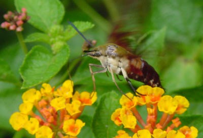 Humming Moth 1392.JPG