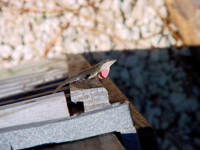 Lizard Display 141.jpg