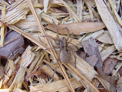 Rabid Wolf Spider 146.jpg