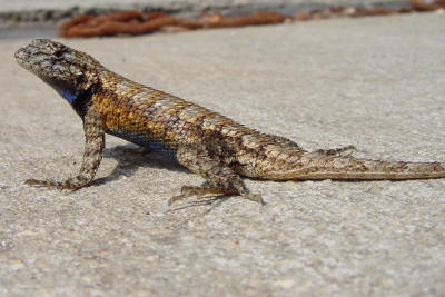 S Fence Lizard 234.JPG