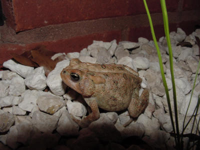 S Toad 259.JPG