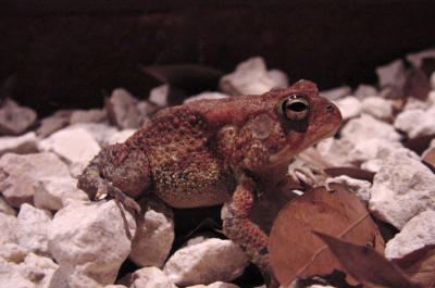 Toad Red 261.JPG