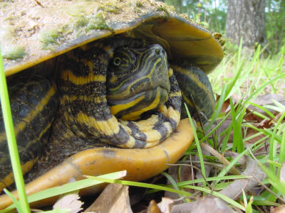 Turtle Close Up 616.JPG