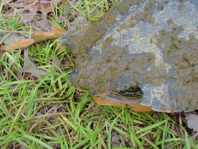 Turtle Crunch 619.JPG