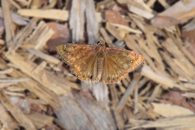 Horaces Duskywing 1131.JPG