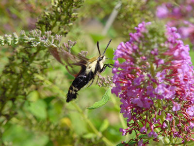 Humm Moth 2425.JPG