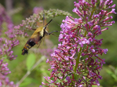 Humm Moth 2427.JPG