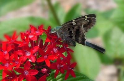Long Tailed Skipper 1189.JPG
