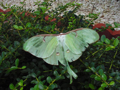 Luna Moth 1472.JPG