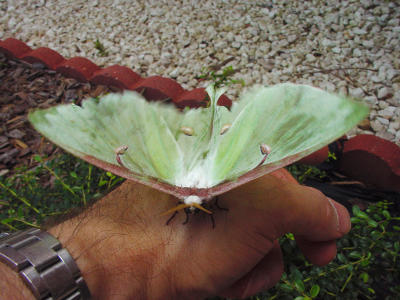 Luna Moth 1475.JPG