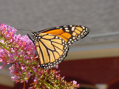 Monarch 1505.JPG