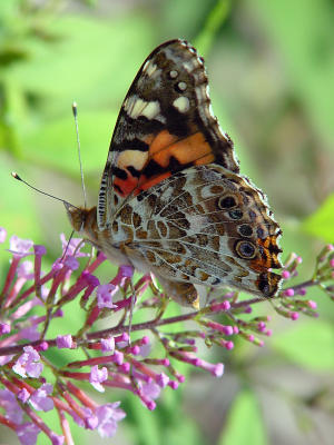 Painted Lady 1308.JPG