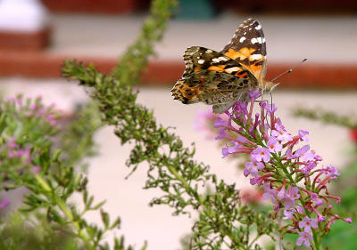 Painted Lady 1356.JPG