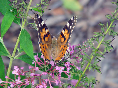 Painted Lady 1364.JPG