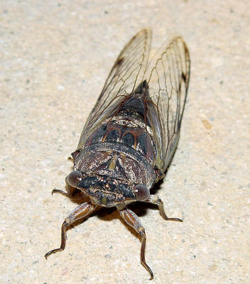 Periodic Cicada 1480.JPG