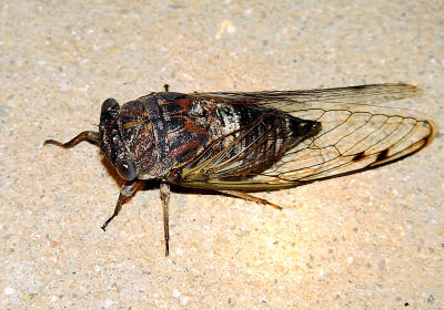 Periodic Cicada 1481.JPG