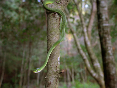 Rough Green Snake 1331.JPG