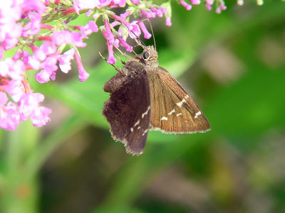 Southern Cloudywing 1130.JPG