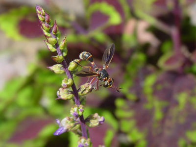 Thick Headed Fly 1414.JPG