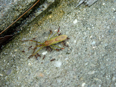 Ants n Bug 1258.JPG