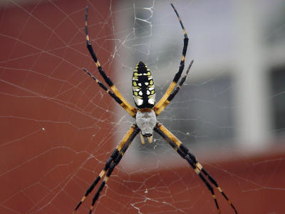 Blk n Yelo Argiope 1194.JPG