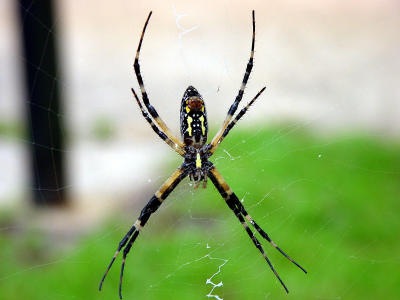Blk n Yelo Argiope 1195.JPG