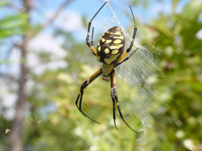 Blk n Yelo Argiope 2436.JPG