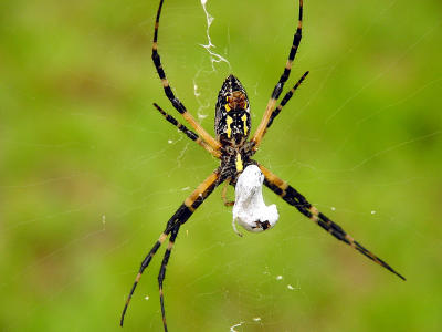 Blk n Yelo Argiope lunch 1202.JPG