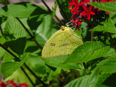 Cloudless Sulphur 2369.JPG