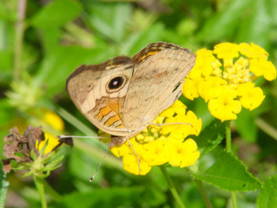 Common Buckeye 1498.JPG